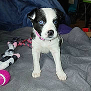 Journey is registered to the contest to win money with this photo: alert, animal, black_and_white, blanket, blue_eyes, canine, cute, dog, front_paws, fur, indoor, pet, pet_accessory, pink_collar, playful, puppy, small, tennis_ball, toy, young