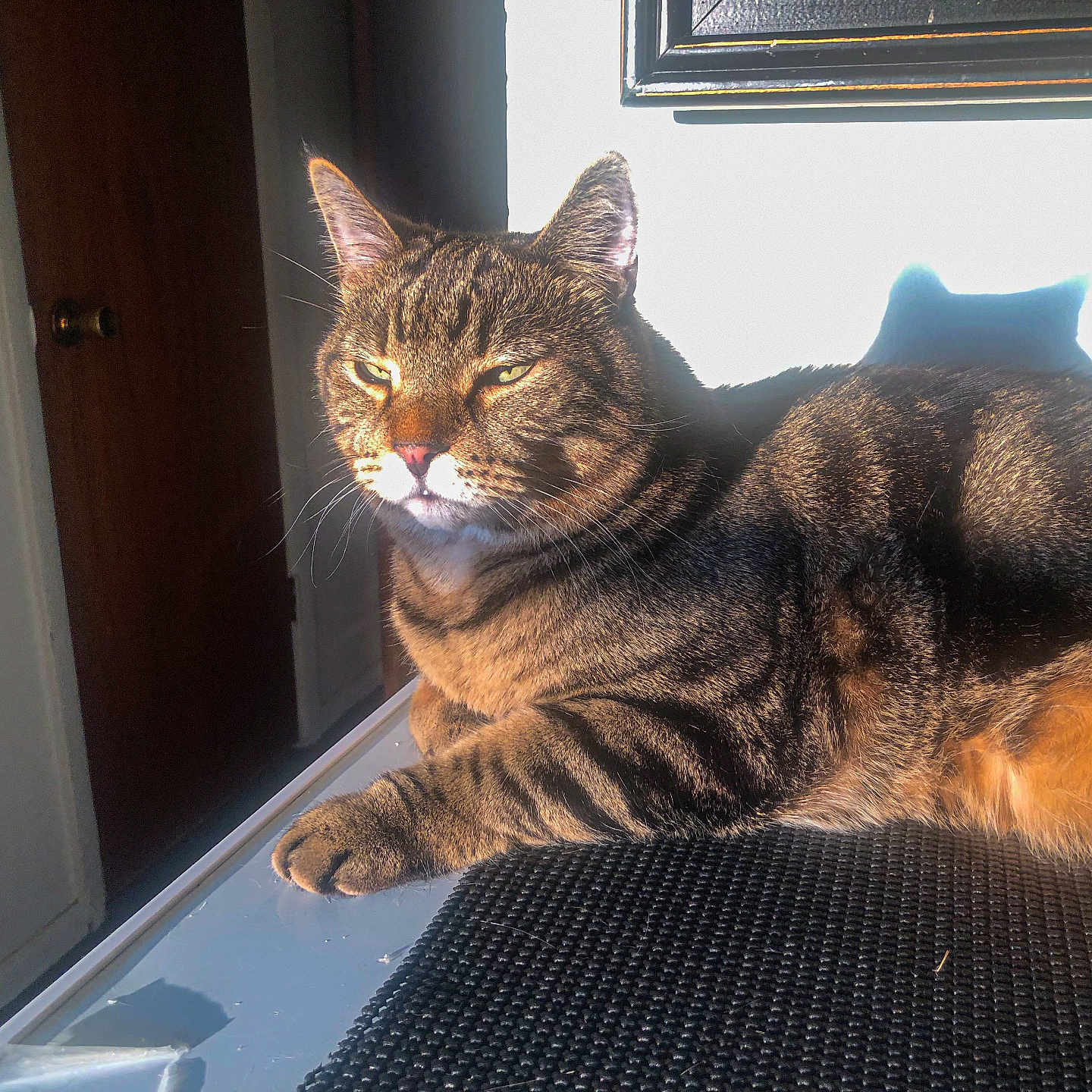Max is registered to the contest to win money with this photo: cat, tabby, sunlight, shadow, indoor, feline, relaxed, resting, paw, fur, whiskers, window, door, home, domestic, animal, pet, cozy, bright, daylight