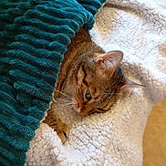 Antonieta participe au concours pour gagner de l'argent avec cette photo : animal, blanket, cat, comfort, cozy, cute, ear, fur, home, indoor, pet, plush, relaxation, resting, sleepy, soft, tabby, texture, warm, whiskers