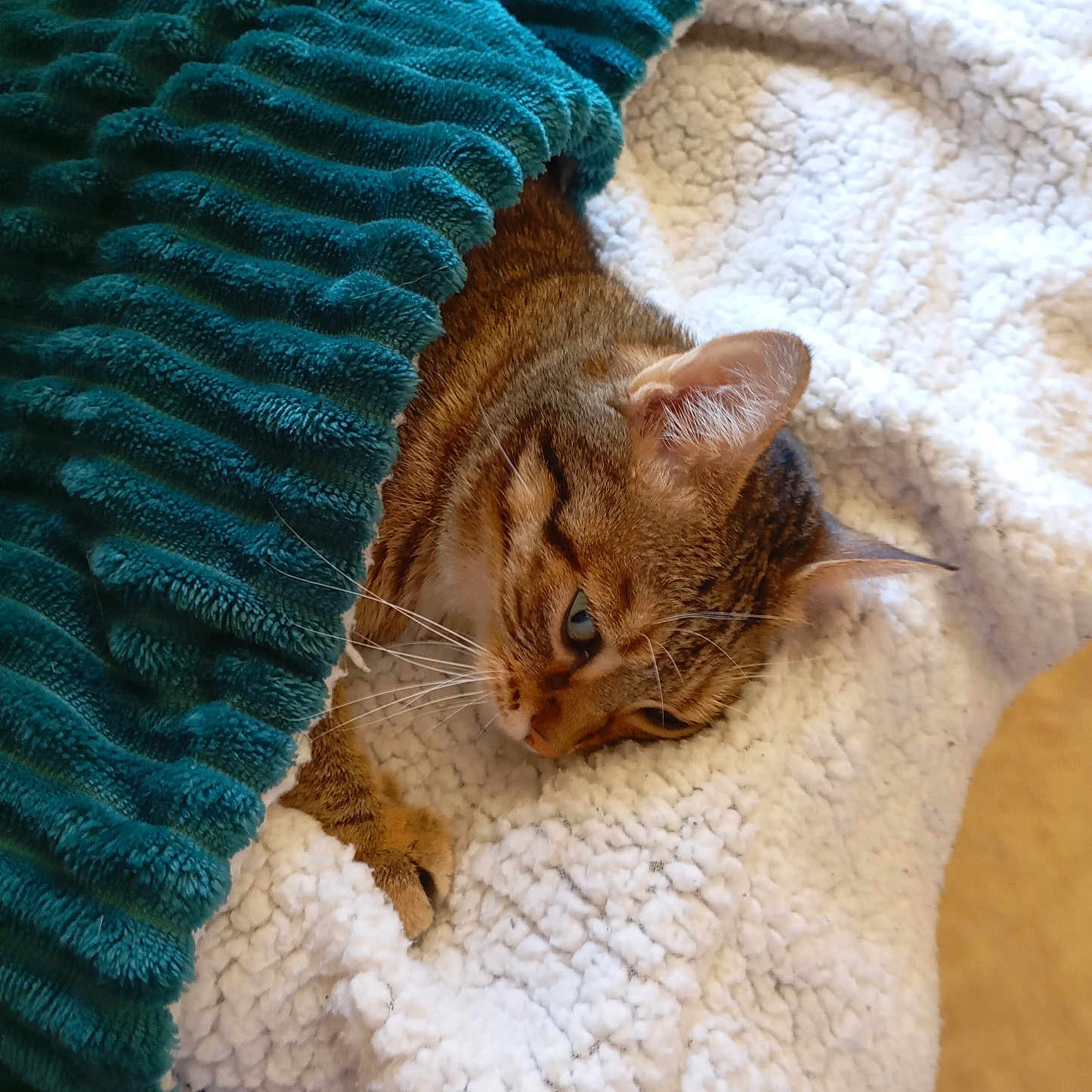 Antonieta participe au concours pour gagner de l'argent avec cette photo : animal, blanket, cat, comfort, cozy, cute, ear, fur, home, indoor, pet, plush, relaxation, resting, sleepy, soft, tabby, texture, warm, whiskers