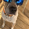 dog, sunglasses, pet, canine, outdoor, wooden_deck, reflection, brown, white, spots, collar, orange_collar, portrait, sunlight, closeup, animal, cute, fashion, summer, shade