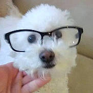 Maci joined the competition — help win amazing prizes! dog, white_dog, glasses, pet, fluffy, cute, face, portrait, indoor, hand, animal, eyewear, closeup, nose, fur, domestic_animal, mammal, friendly, looking, soft