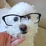 dog, white_dog, glasses, pet, fluffy, cute, face, portrait, indoor, hand, animal, eyewear, closeup, nose, fur, domestic_animal, mammal, friendly, looking, soft