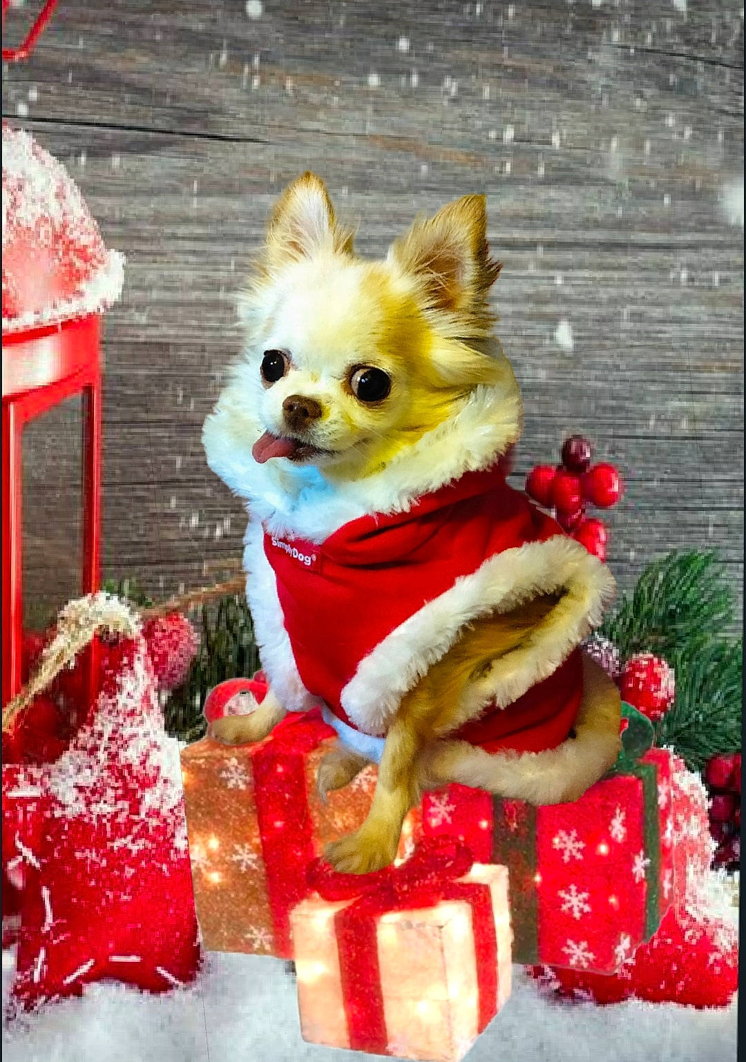 Kitty joined the competition — help win amazing prizes! canidae, carmine, carnivore, christmas_decoration, christmas_ornament, companion_dog, dog, dog_breed, dog_supply, event, fawn, fur, holiday, plant, red, santa_claus, snout, toy_dog, tree, working_animal