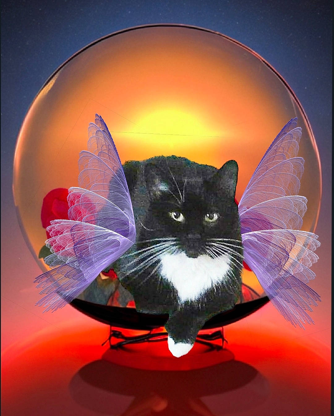 Lola is registered to the contest to win money with this photo: art, black_cat, carnivore, cat, circle, electric_blue, event, felidae, graphics, lighting, magenta, picture_frame, purple, small_to_medium_sized_cats, snout, space, tail, tints_and_shades, violet, whiskers
