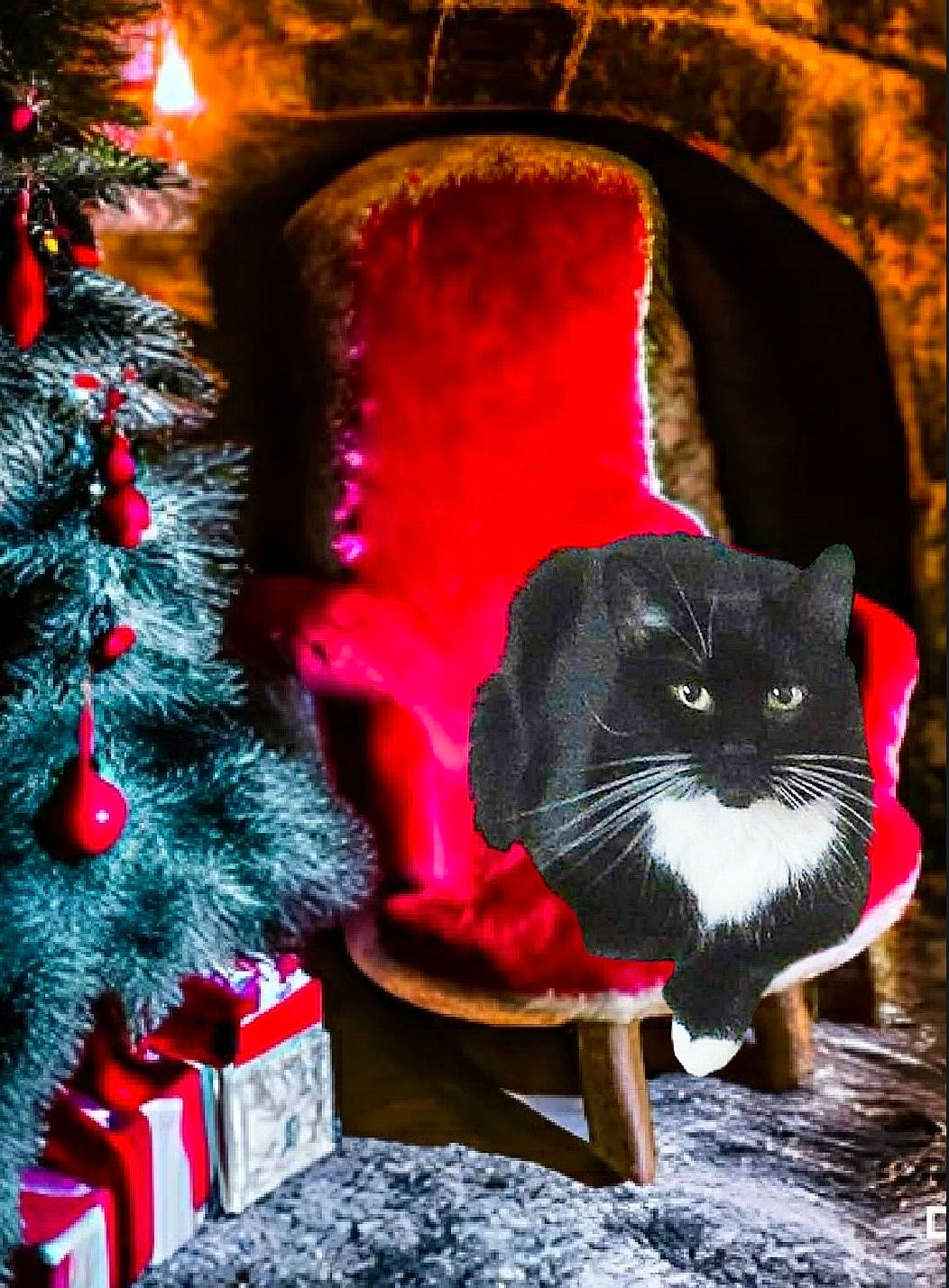 Lola joined the competition — help win amazing prizes! carnivore, cat, christmas_decoration, christmas_ornament, christmas_tree, event, evergreen, felidae, hat, light, magenta, plant, red, small_to_medium_sized_cats, snout, tail, tints_and_shades, tree, whiskers, window