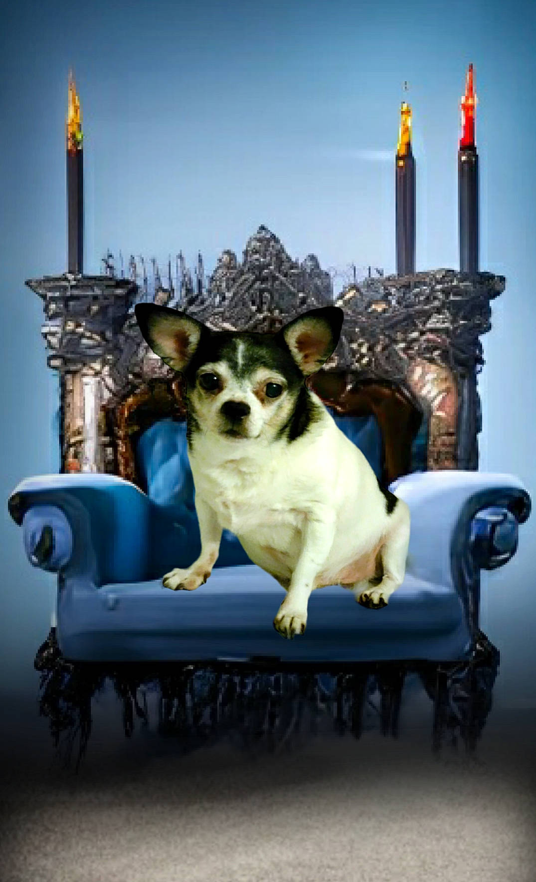 Poncho is registered to the contest to win money with this photo: art, blue, canidae, carnivore, chair, companion_dog, couch, dog, dog_breed, door, furniture, leisure, light, outdoor_furniture, sitting, sky, sporting_group, table, travel, whiskers