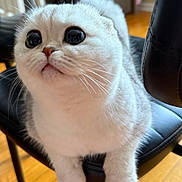 Luntik joined the competition — help win amazing prizes! alert, animal, black_chair, cat, chair, close_up, cute, fluffy, folded_ears, hardwood_floor, home, indoor, large_eyes, pet, photography, portrait, sitting, whiskers, white_cat, white_fur
