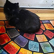 Onyx is registered to the contest to win money with this photo: cat, black_cat, fluffy, pet, indoor, rug, colorful_rug, mosaic_pattern, wooden_floor, door, white_door, curious, animal, feline, sitting, floor, domestic_cat, fur, quiet, home