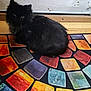 cat, black_cat, fluffy, pet, indoor, rug, colorful_rug, mosaic_pattern, wooden_floor, door, white_door, curious, animal, feline, sitting, floor, domestic_cat, fur, quiet, home