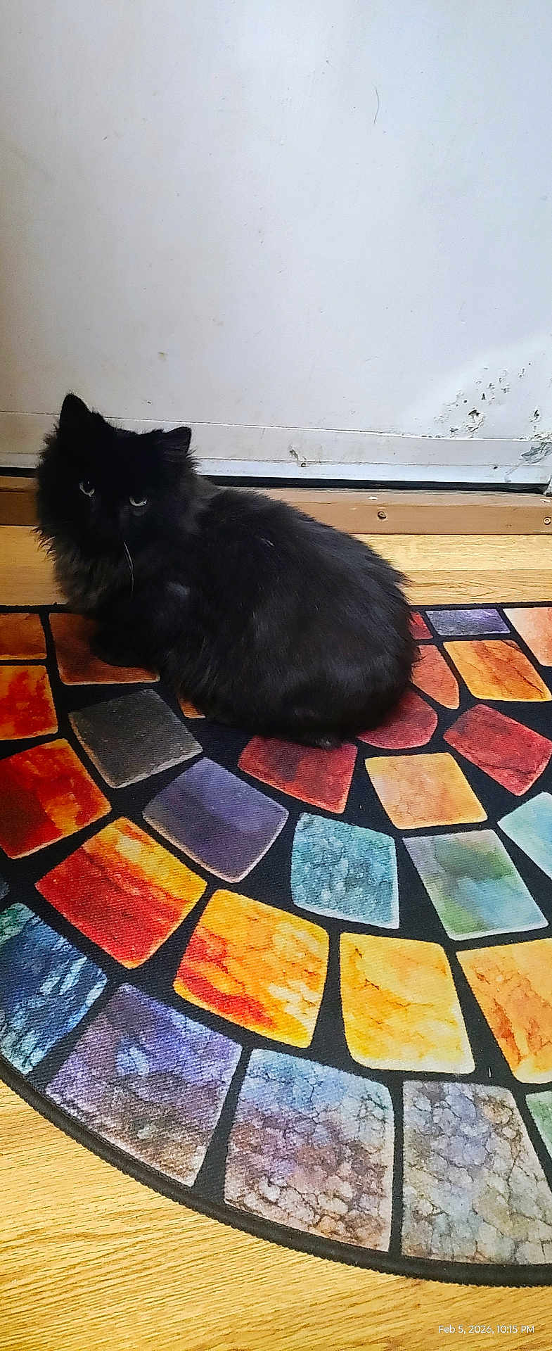Onyx is registered to the contest to win money with this photo: cat, black_cat, fluffy, pet, indoor, rug, colorful_rug, mosaic_pattern, wooden_floor, door, white_door, curious, animal, feline, sitting, floor, domestic_cat, fur, quiet, home