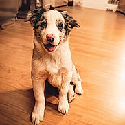 Rocky joined the competition — help win amazing prizes! dog, puppy, merle, indoor, hardwood_floor, sitting, tongue_out, happy, pet, domestic_animal, portrait, ears, snout, paw, fur, nose, gaze, living_room, furniture, warm_lighting
