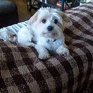 Boo is registered to the contest to win money with this photo: dog, pet, indoor, blanket, furniture, brown, white, living_room, cozy, curious, cute, small_dog, fur, ears, animal, laying_down, domestic_animal, companion, relaxing, home