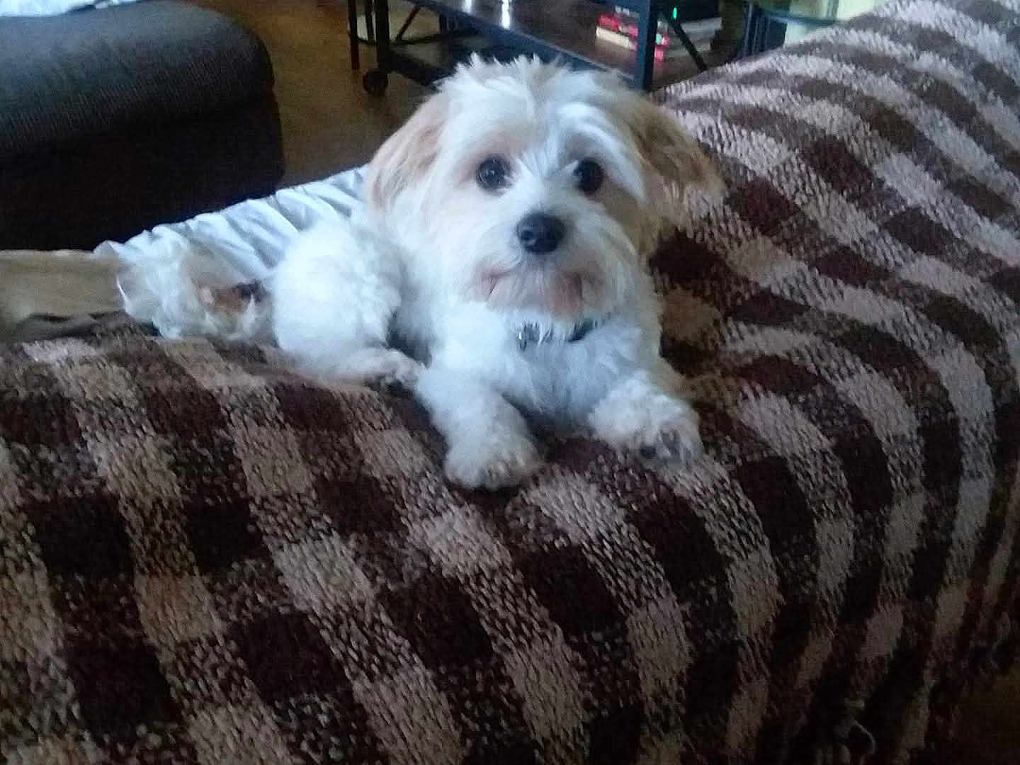 Boo