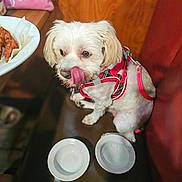 Lulu joined the competition — help win amazing prizes! dog, white_dog, small_dog, harness, red_harness, licking_nose, empty_bowls, bench, table, plate, food, wooden_table, pink_pouch, juicy_couture, indoor, pet, cute, animal, fur, companion