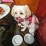 dog, white_dog, small_dog, harness, red_harness, licking_nose, empty_bowls, bench, table, plate, food, wooden_table, pink_pouch, juicy_couture, indoor, pet, cute, animal, fur, companion