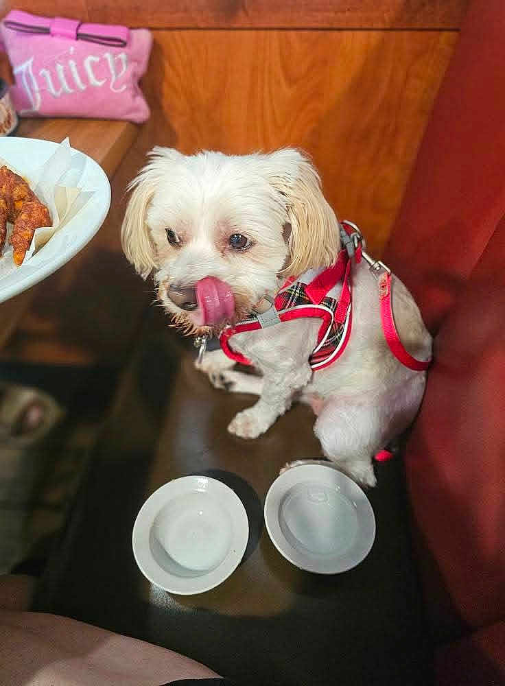 Lulu joined the competition — help win amazing prizes! dog, white_dog, small_dog, harness, red_harness, licking_nose, empty_bowls, bench, table, plate, food, wooden_table, pink_pouch, juicy_couture, indoor, pet, cute, animal, fur, companion