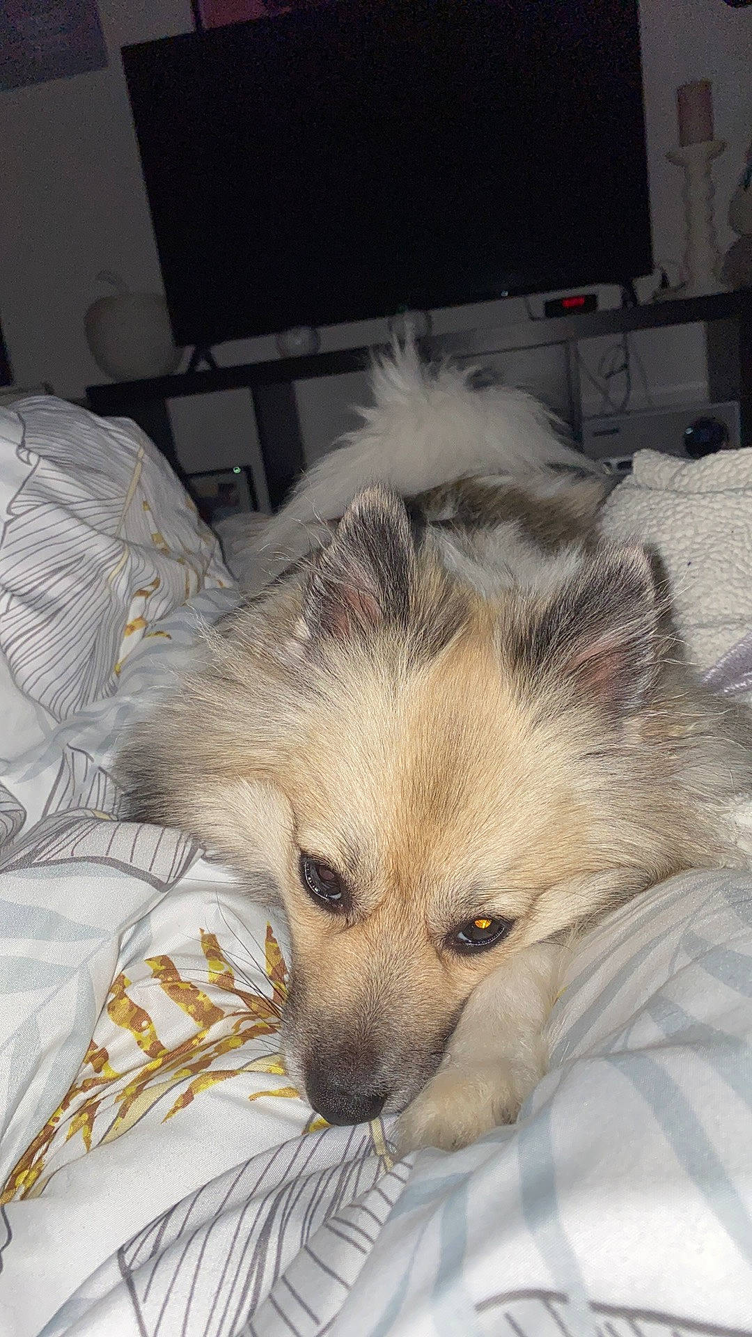 Juliette participe au concours pour gagner de l'argent avec cette photo : canidae, carnivore, comfort, companion_dog, computer_keyboard, computer_monitor, dog, dog_breed, dog_supply, fawn, felidae, fur, german_spitz_mittel, peripheral, small_to_medium_sized_cats, snout, spitz, sporting_group, toy_dog, whiskers