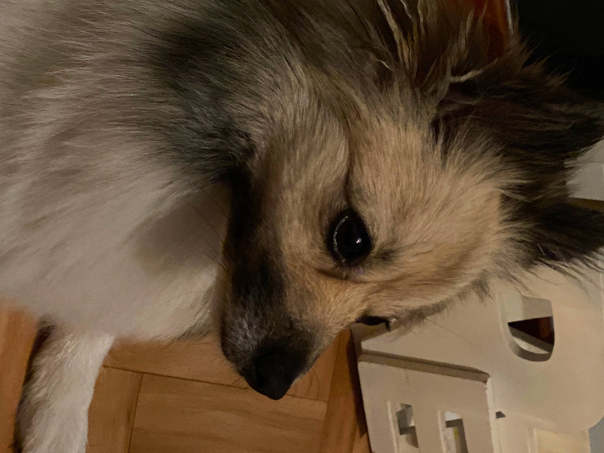 Juliette participe au concours pour gagner de l'argent avec cette photo : american_eskimo_dog, canidae, carnivore, companion_dog, dog, dog_breed, fawn, fur, german_spitz, german_spitz_klein, german_spitz_mittel, paw, small_greek_domestic_dog, snout, spitz, sporting_group, toy_dog, volpino_italiano, whiskers, working_animal