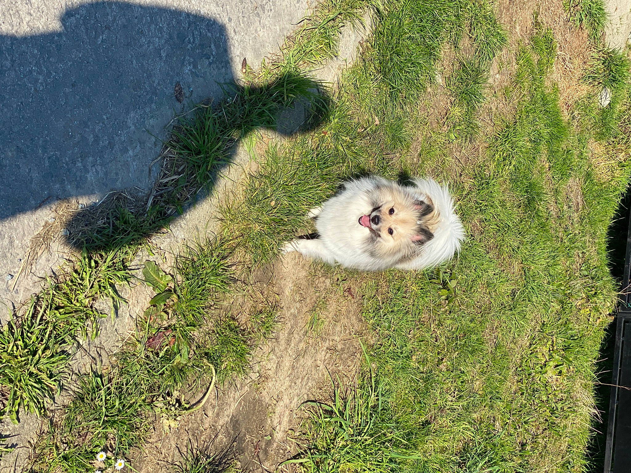 Juliette a rejoint le concours — aidez-le/la à gagner de superbes lots ! canidae, carnivore, companion_dog, dog_breed, fawn, felidae, fur, grass, grassland, groundcover, landscape, pasture, plant, shadow, small_to_medium_sized_cats, snout, soil, sporting_group, tail, whiskers