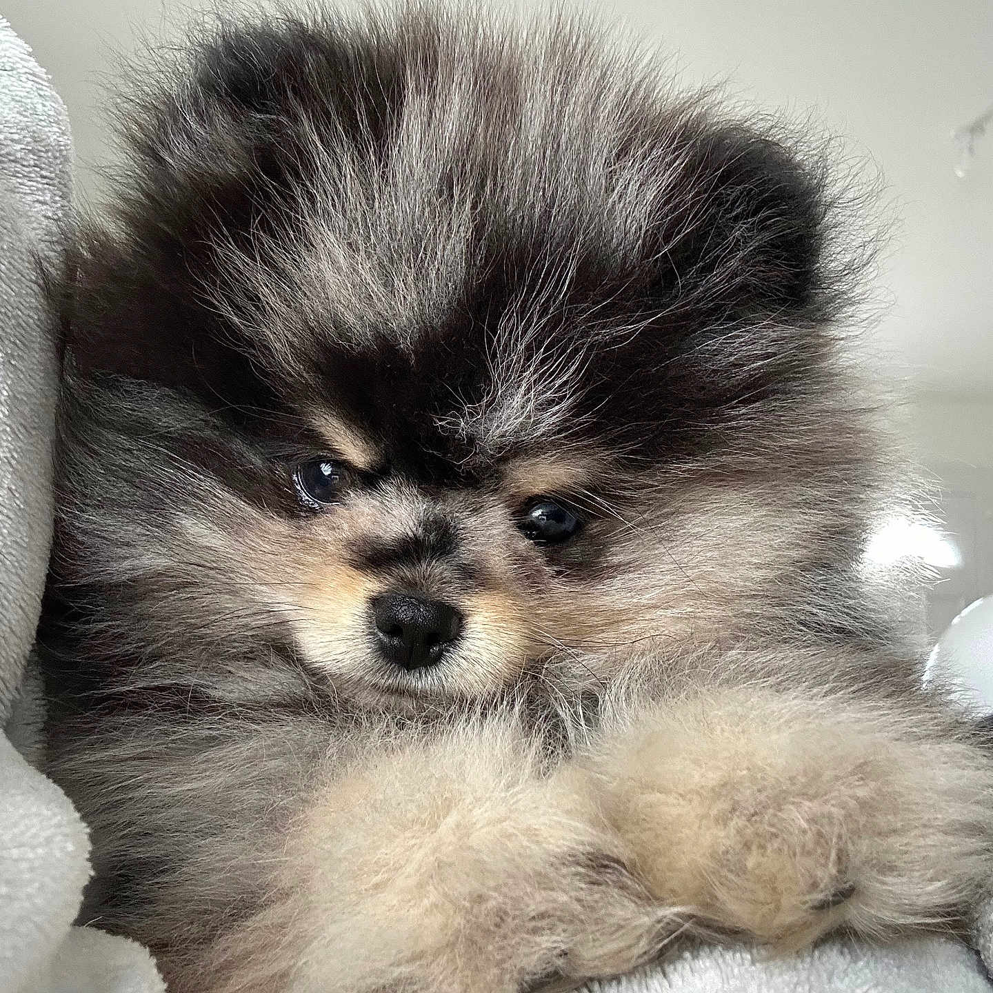 Oreo participe au concours pour gagner de l'argent avec cette photo : affenpinscher, animal, bear, canine, cat, clothing, cockerspaniel, dog, face, fur, head, kitten, papillon, person, pet, photography, poodle, portrait, puppy, terrier