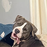 Archie is registered to the contest to win money with this photo: dog, canine, pet, indoor, couch, tongue_out, smiling, relaxed, brown, white_markings, ears, nose, mouth, fur, animal, companion, domestic, face, lying_down, happy