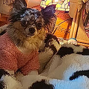 Little Bitty joined the competition — help win amazing prizes! dog, small_dog, fluffy, long_hair, black_and_tan, pet, animal, portrait, looking_at_camera, indoors, cozy, blanket, pink_clothing, stained_glass_lamp, lamp, home_decor, warm_lighting, wooden_furniture, textile, cute