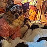 dog, small_dog, fluffy, long_hair, black_and_tan, pet, animal, portrait, looking_at_camera, indoors, cozy, blanket, pink_clothing, stained_glass_lamp, lamp, home_decor, warm_lighting, wooden_furniture, textile, cute