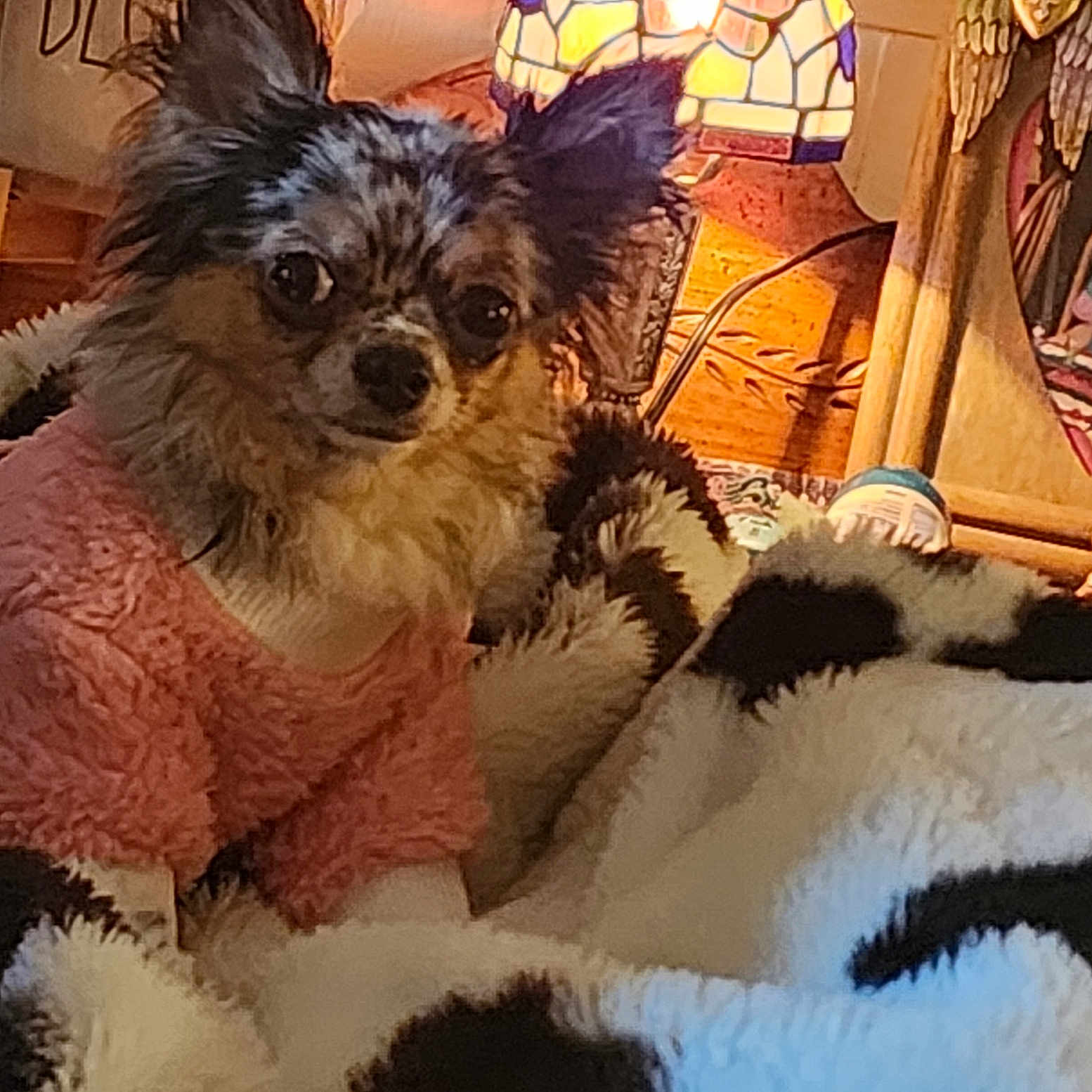 Little Bitty joined the competition — help win amazing prizes! dog, small_dog, fluffy, long_hair, black_and_tan, pet, animal, portrait, looking_at_camera, indoors, cozy, blanket, pink_clothing, stained_glass_lamp, lamp, home_decor, warm_lighting, wooden_furniture, textile, cute