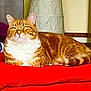 animal, cat, cozy, cute, domestic, ears, feline, fur, household, indoor, lamp, lying_down, orange_tabby, pet, portrait, red_blanket, relaxed, resting, whiskers, white_chest