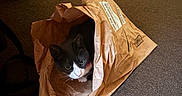 Gigi is registered to the contest to win money with this photo: cat, black_and_white_cat, pet, animal, face, eyes, whiskers, ears, collar, paper_bag, shipping_bag, package, indoors, carpet, floor, chair, tiled_floor, peekaboo, curious, portrait