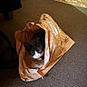 cat, black_and_white_cat, pet, animal, face, eyes, whiskers, ears, collar, paper_bag, shipping_bag, package, indoors, carpet, floor, chair, tiled_floor, peekaboo, curious, portrait