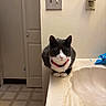Gigi joined the competition — help win amazing prizes! cat, tuxedo_cat, pet, animal, bathroom, countertop, sink, collar, pink_collar, black_and_white, sitting, portrait, indoors, home, door, light_switch, electrical_outlet, faucet, serious_expression, cute