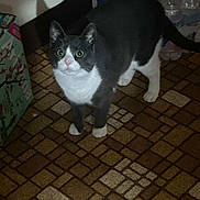Gigi is registered to the contest to win money with this photo: cat, tuxedo_cat, pet, animal, standing, indoors, floor, brick_pattern, black_and_white, green_eyes, wide_eyed, whiskers, ears, tail, paws, fur, portrait, flash_photography, household, curious