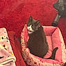 Gigi is registered to the contest to win money with this photo: cat, tuxedo_cat, pet, animal, sitting, pink_bed, pet_bed, red_carpet, blanket, cozy, indoor, home, living_room, portrait, whiskers, green_eyes, black_and_white, tail, furniture, exercise_equipment