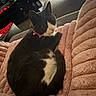 cat, tuxedo_cat, black_and_white, pet, animal, indoors, blanket, plush, cozy, relaxed, sitting, lying_down, collar, red_collar, whiskers, ears, tail, green_eyes, portrait, home