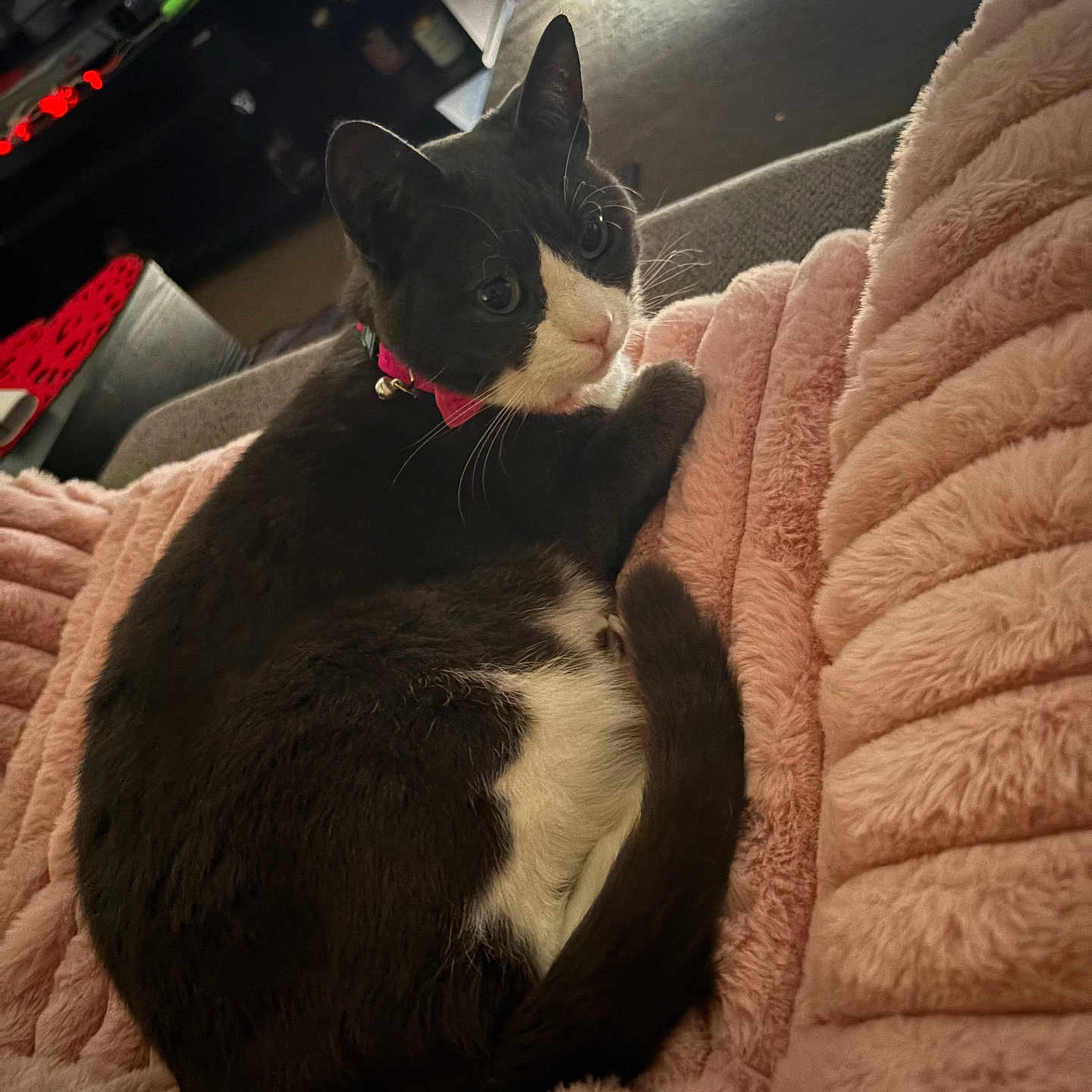 Gigi