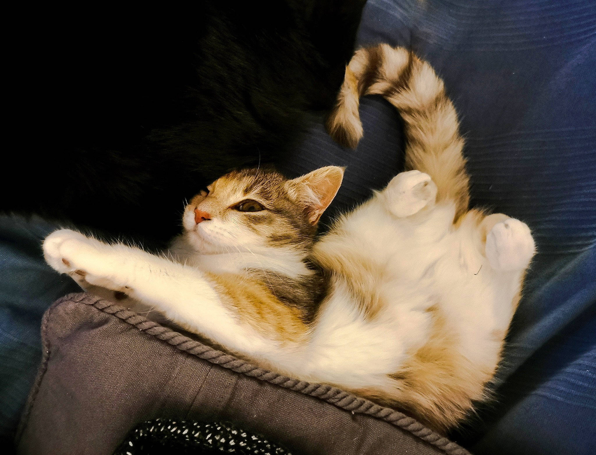 Moon participe au concours pour gagner de l'argent avec cette photo : carnivore, cat, claw, comfort, domestic_short_haired_cat, eye, fawn, felidae, fur, gesture, grass, paw, plant, sitting, small_to_medium_sized_cats, snout, tail, tree, whiskers, window