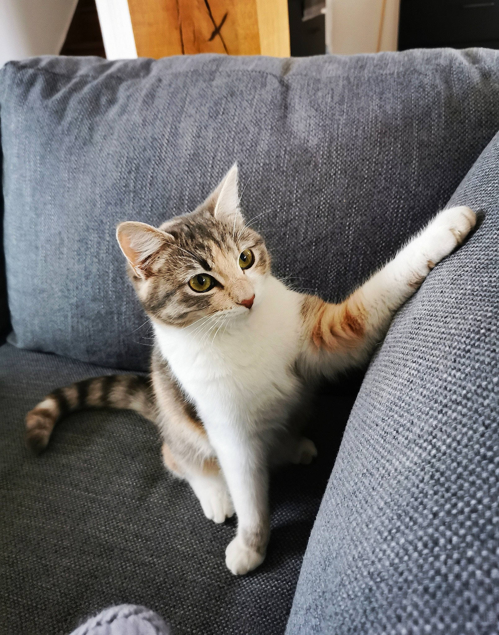 Moon participe au concours pour gagner de l'argent avec cette photo : carnivore, cat, claw, comfort, couch, domestic_short_haired_cat, fawn, felidae, foot, fur, grey, human_leg, linens, paw, pillow, sitting, small_to_medium_sized_cats, snout, tail, whiskers