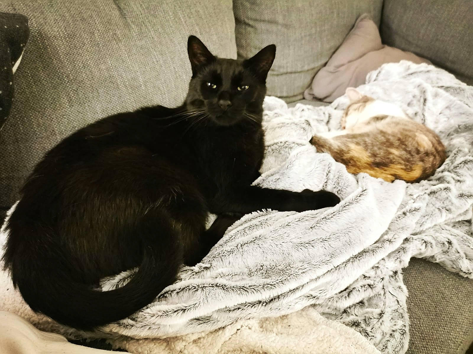 Flynn a rejoint le concours — aidez-le/la à gagner de superbes lots ! bed, black_cat, bombay, carnivore, cat, cat_supply, claw, comfort, couch, domestic_short_haired_cat, felidae, fur, grey, linens, sitting, small_to_medium_sized_cats, snout, tail, terrestrial_animal, whiskers