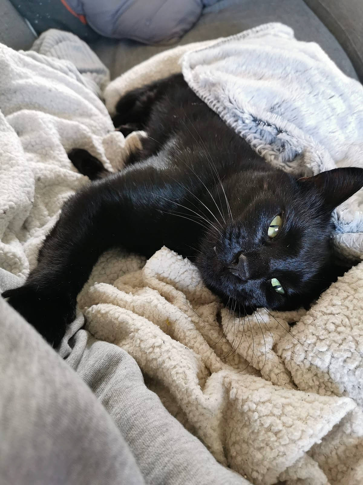 Flynn a rejoint le concours — aidez-le/la à gagner de superbes lots ! black_cat, bombay, canidae, carnivore, cat, claw, comfort, dog_breed, domestic_short_haired_cat, felidae, fur, grey, linens, nap, paw, small_to_medium_sized_cats, snout, tail, terrestrial_animal, whiskers