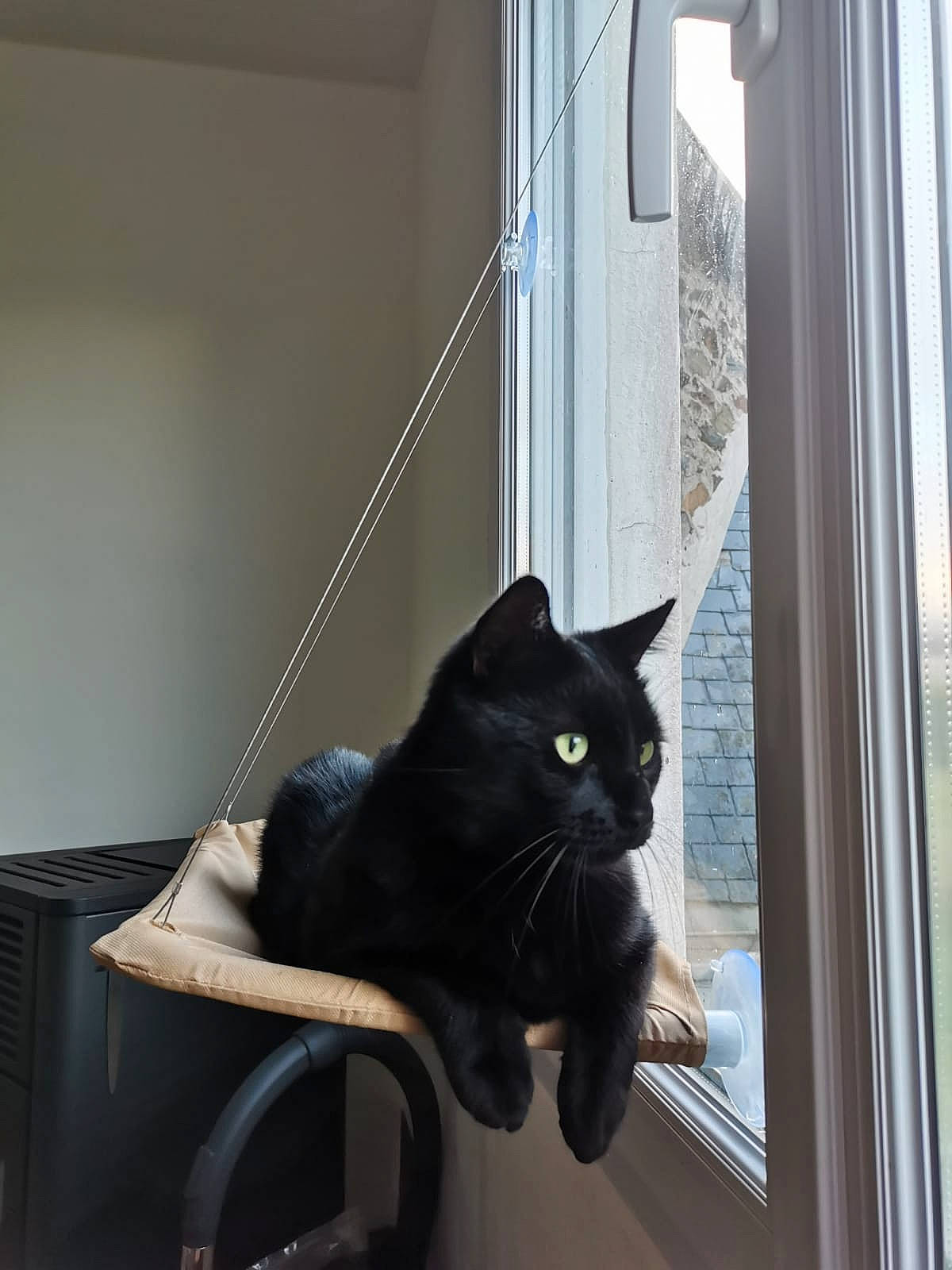 Flynn a rejoint le concours — aidez-le/la à gagner de superbes lots ! black_cat, bombay, carnivore, cat, domestic_short_haired_cat, felidae, fixture, flooring, fur, plant, room, shadow, sitting, small_to_medium_sized_cats, tail, tints_and_shades, whiskers, window, wood