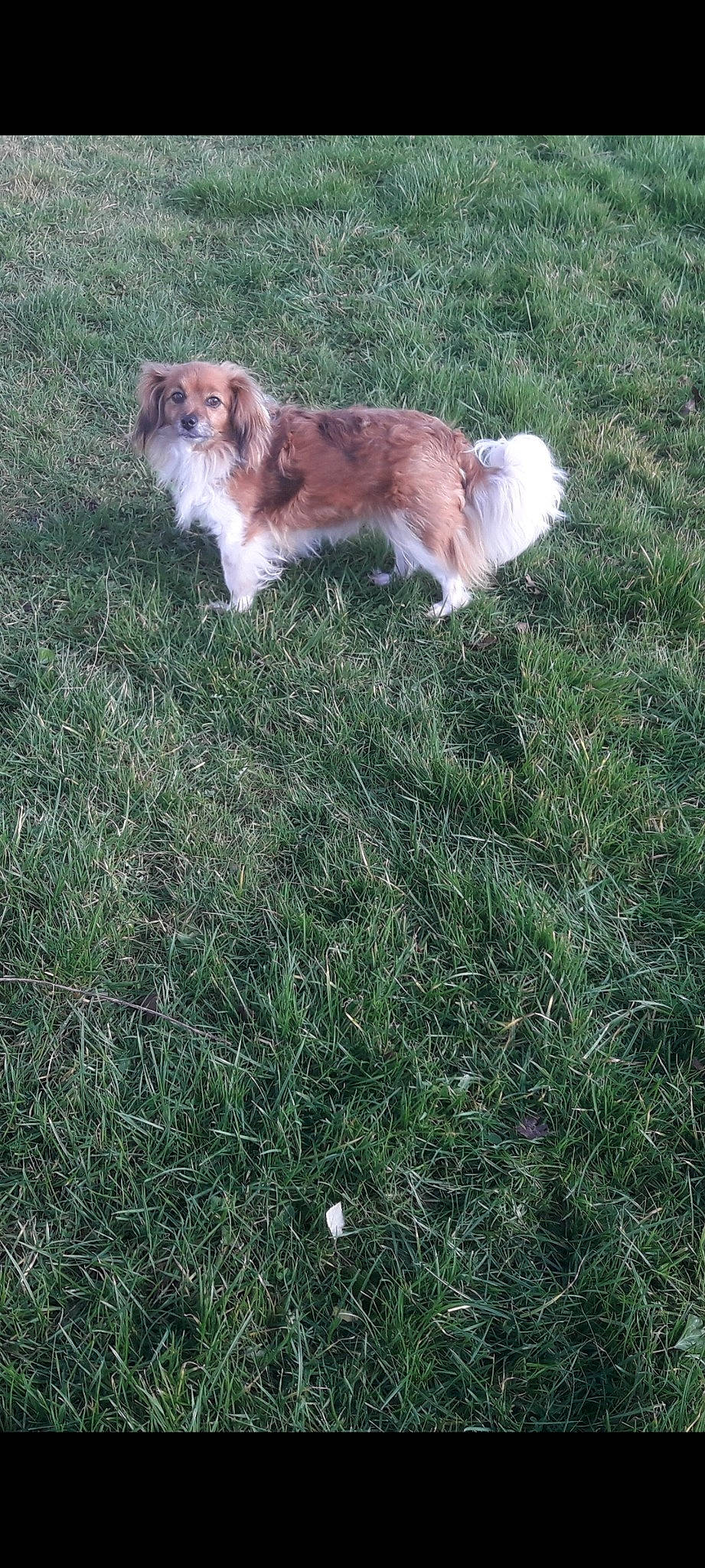 Plume a rejoint le concours — aidez-le/la à gagner de superbes lots ! canidae, carnivore, companion_dog, dog, dog_breed, fawn, felidae, fur, grass, grassland, groundcover, herding_dog, lawn, liver, plant, small_to_medium_sized_cats, sporting_group, tail, terrestrial_animal, whiskers