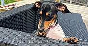 Zara joined the competition — help win amazing prizes! dog, puppy, outdoor, deck, wicker_chair, curious, paws, black_and_tan, fence, trees, sunny, grass, wood, pet, animal, young_dog, ears, snout, playful, nature