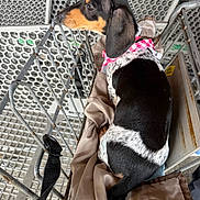 Zara joined the competition — help win amazing prizes! dog, puppy, shopping_cart, blanket, bandana, pet, black_and_white, leash, metal, curious, side_view, sitting, indoors, resting, cute, animal, canine, fur, young_dog, pet_accessory