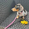 Zara joined the competition — help win amazing prizes! dog, puppy, dachshund, leash, pink_leash, flower, dandelion, yellow_flower, outdoor, chair, woven_chair, pet, animal, cute, small_dog, sitting, looking_away, nature, green_background, sunlight