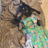 Zara joined the competition — help win amazing prizes! dog, blanket, clothing, dress, floral_pattern, lying_down, pet, animal, brown, colorful, cute, small_dog, relaxed, indoor, fabric, texture, cozy, canine, fur, resting