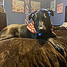 dog, black_dog, bandana, bed, blanket, indoor, pet, canine, resting, bedroom, decor, wall_art, brown, fur, animal, domestic_animal, cute, portrait, relaxed, muzzle