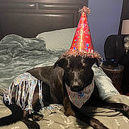 Onyx is registered to the contest to win money with this photo: dog, black_dog, bed, blanket, party_hat, bandana, birthday, indoor, furniture, headboard, decor, lamp, fan, can, relaxed, celebration, pet, animal, lying_down, cozy