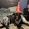 dog, black_dog, bed, blanket, party_hat, bandana, birthday, indoor, furniture, headboard, decor, lamp, fan, can, relaxed, celebration, pet, animal, lying_down, cozy